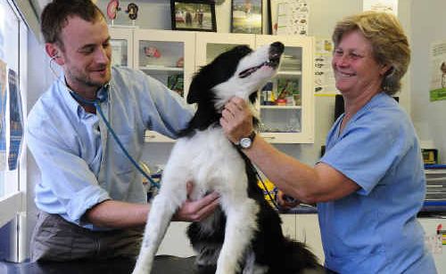 Veterinarian Jim Osman and vet nurse Cath Shayler get ready to zinc-up border collie Banjo. Veterinarian Jim Osman and vet nurse Cath Shayler get ready to zinc-up border collie Banjo.